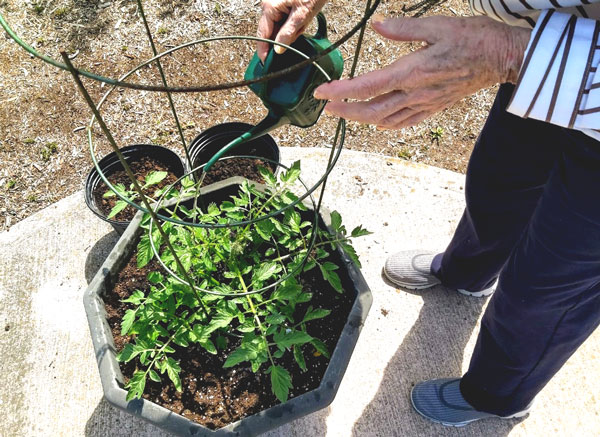 Hands-Watering-Tomatoes